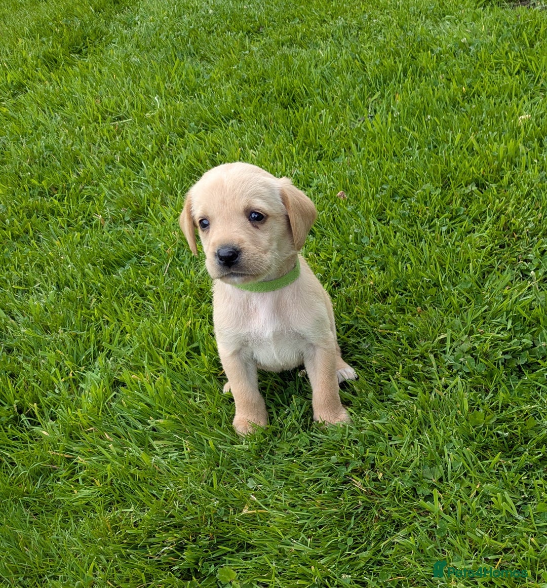 Labrador Retriever dogs for sale: Healthy Adorable kC registered Labrador puppies  - Image 13