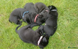 Labrador Retriever dogs for sale: 4 Health checked  Labrador pups  - Image 7