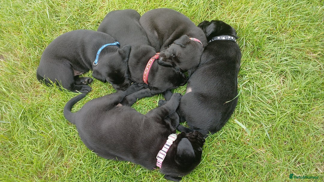 Labrador Retriever dogs for sale: 4 Health checked  Labrador pups  - Image 7