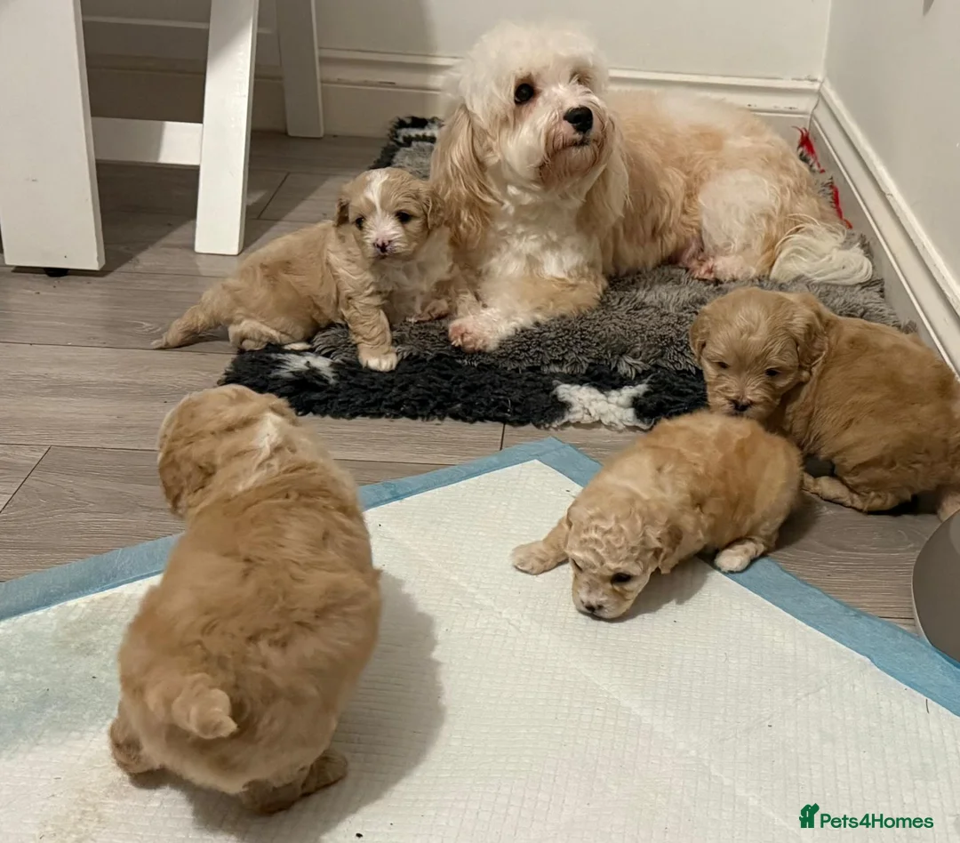 Shihpoo dogs for sale: Adorable toy ShihPoo puppy - Advert 2