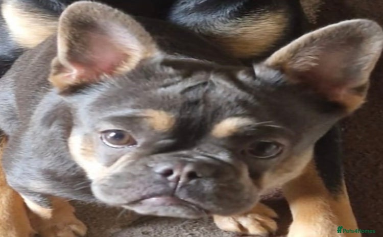 French Bulldog dogs - Advert 8