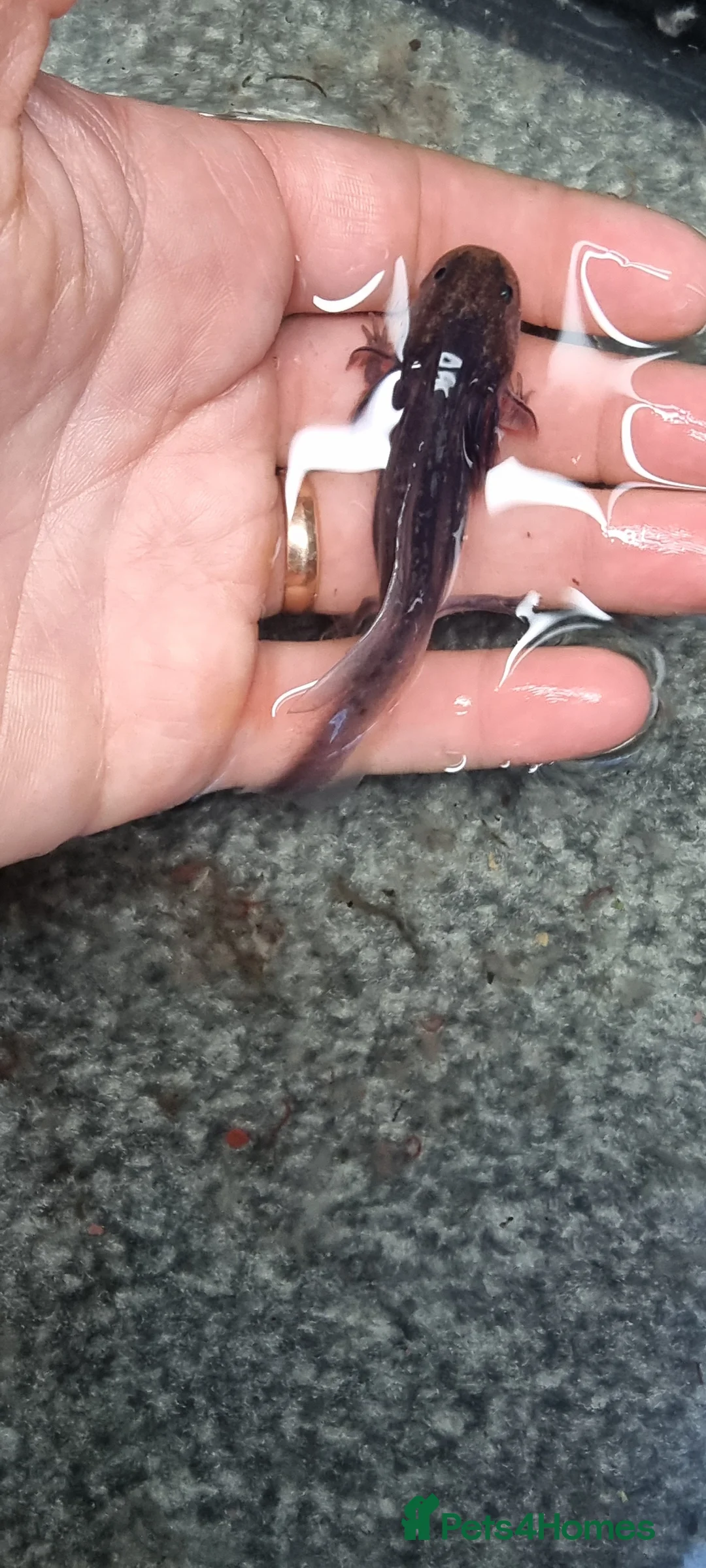 Axolotl reptiles for sale: Juvenile axolotls - Advert 11