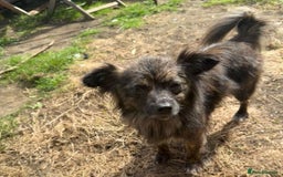 Mixed Breed dogs for adoption: 💖🐶 TWIGGY – A Happy Little Spirit🐶💖 - Image 21