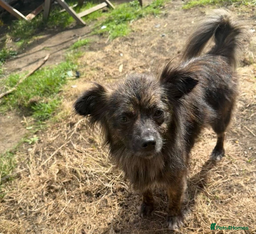 Mixed Breed dogs for adoption: 💖🐶 TWIGGY – A Happy Little Spirit🐶💖 - Image 21