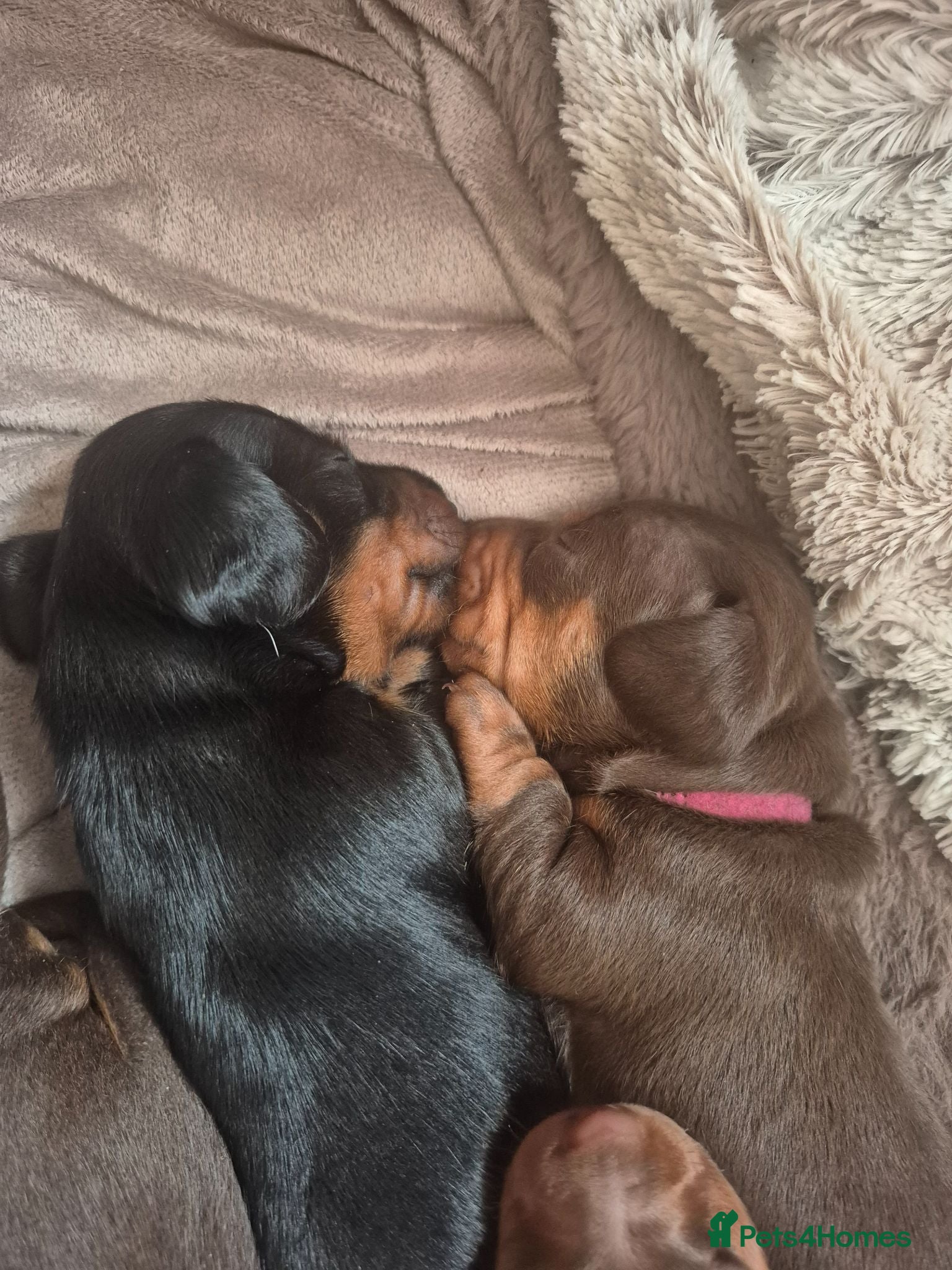 Miniature Dachshund dogs Introducing Daphne and her 5 beautiful pups. - Advert 2