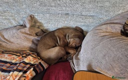 Staffordshire Bull Terrier dogs for sale: Staffordshire bull terrier pups - Image 18