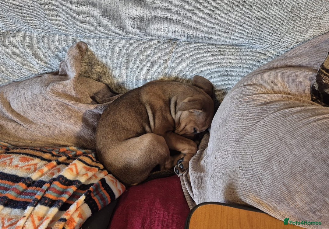 Staffordshire Bull Terrier dogs for sale: Staffordshire bull terrier pups - Image 18