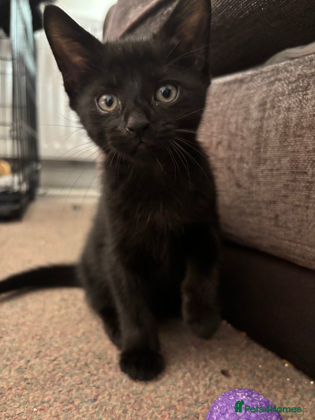Mixed Breed cats for sale: Beautiful playful kittens - Image 5