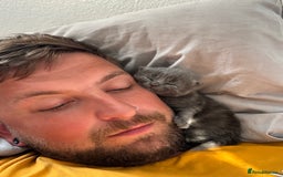 Maine Coon cats for sale: Gorgeous blue female Mainecoon  - Image 13