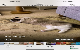 Ragdoll cats for sale: Pedigree Ragdoll 3yrs - Image 3
