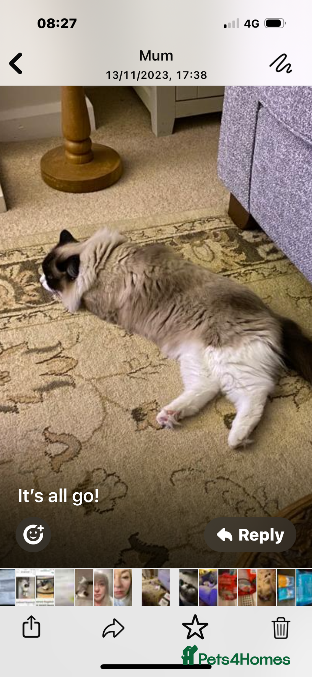 Ragdoll cats for sale: Pedigree Ragdoll 3yrs - Image 3