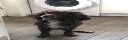 Cocker Spaniel dogs for sale: Cocker spaniel in Coventry - Advert 2