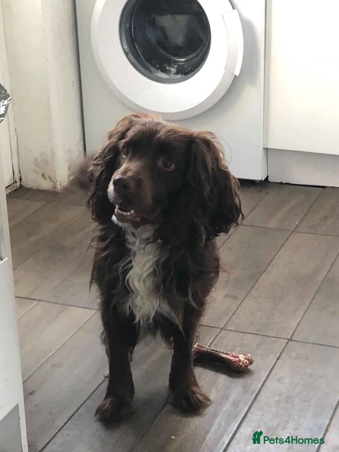 Cocker Spaniel dogs for sale: Cocker spaniel in Coventry - Advert 2