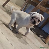 Pug dogs Beautiful kc registered pugs - Advert 3