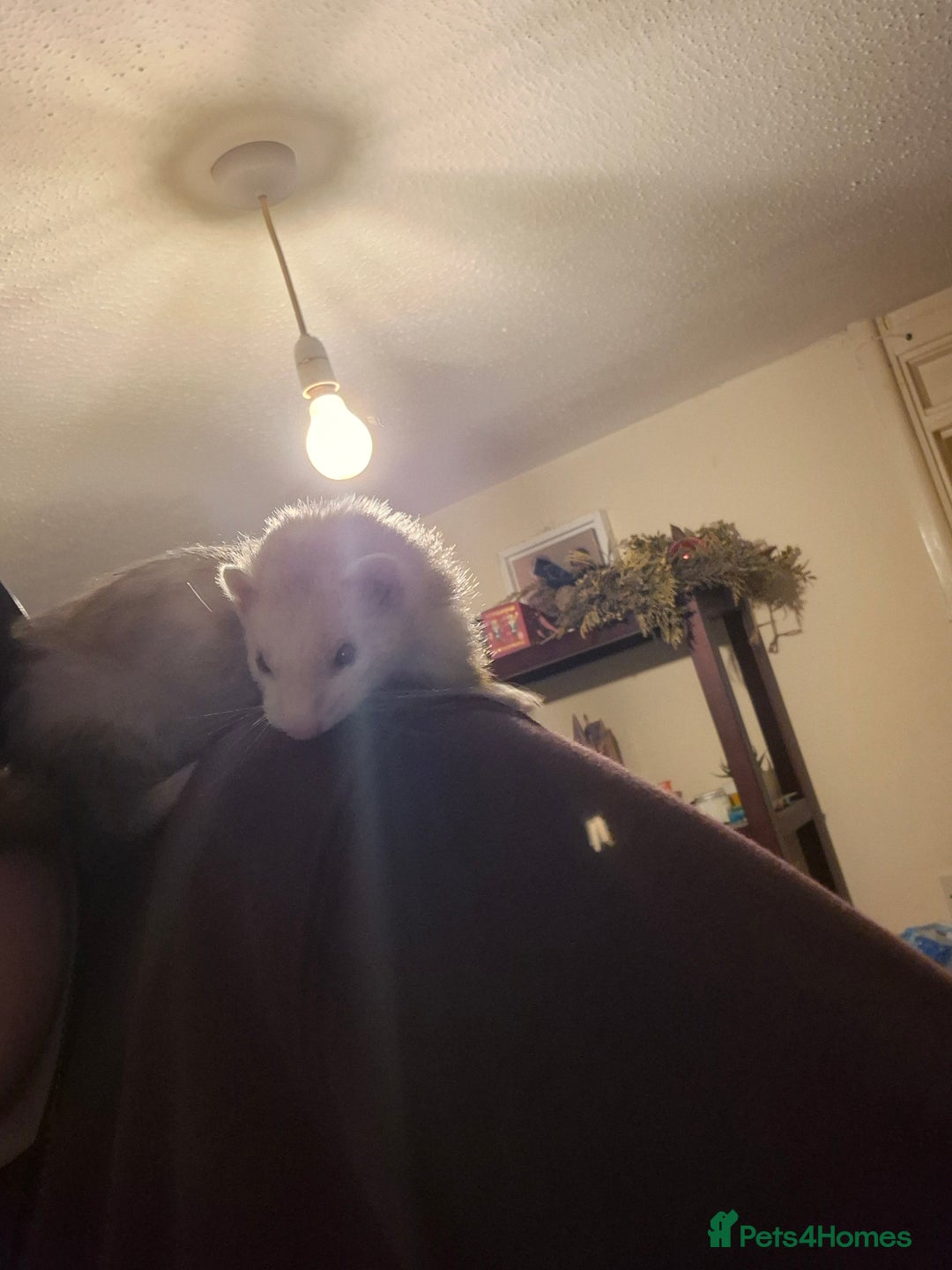 Ferret rodents for sale: 2 female ferrets - Image 6