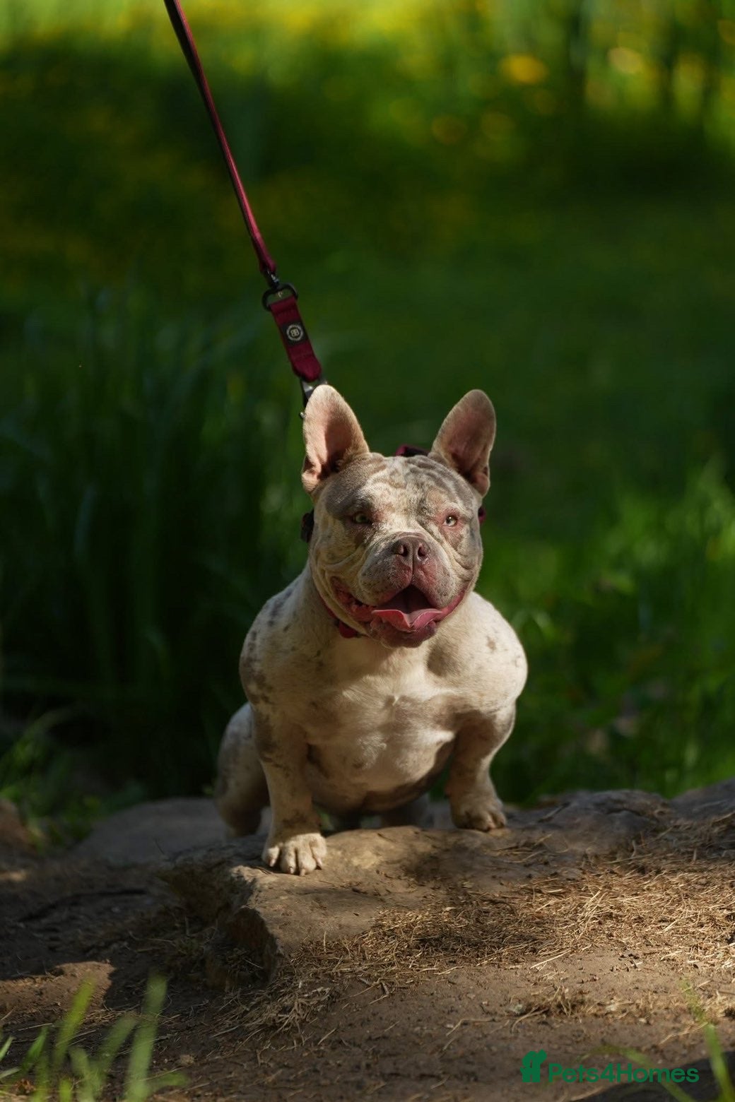 American Bully dogs for sale: Micro Bully  - Advert 3