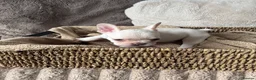 French Bulldog dogs for sale: Beautiful French bulldog puppies  - Advert 11