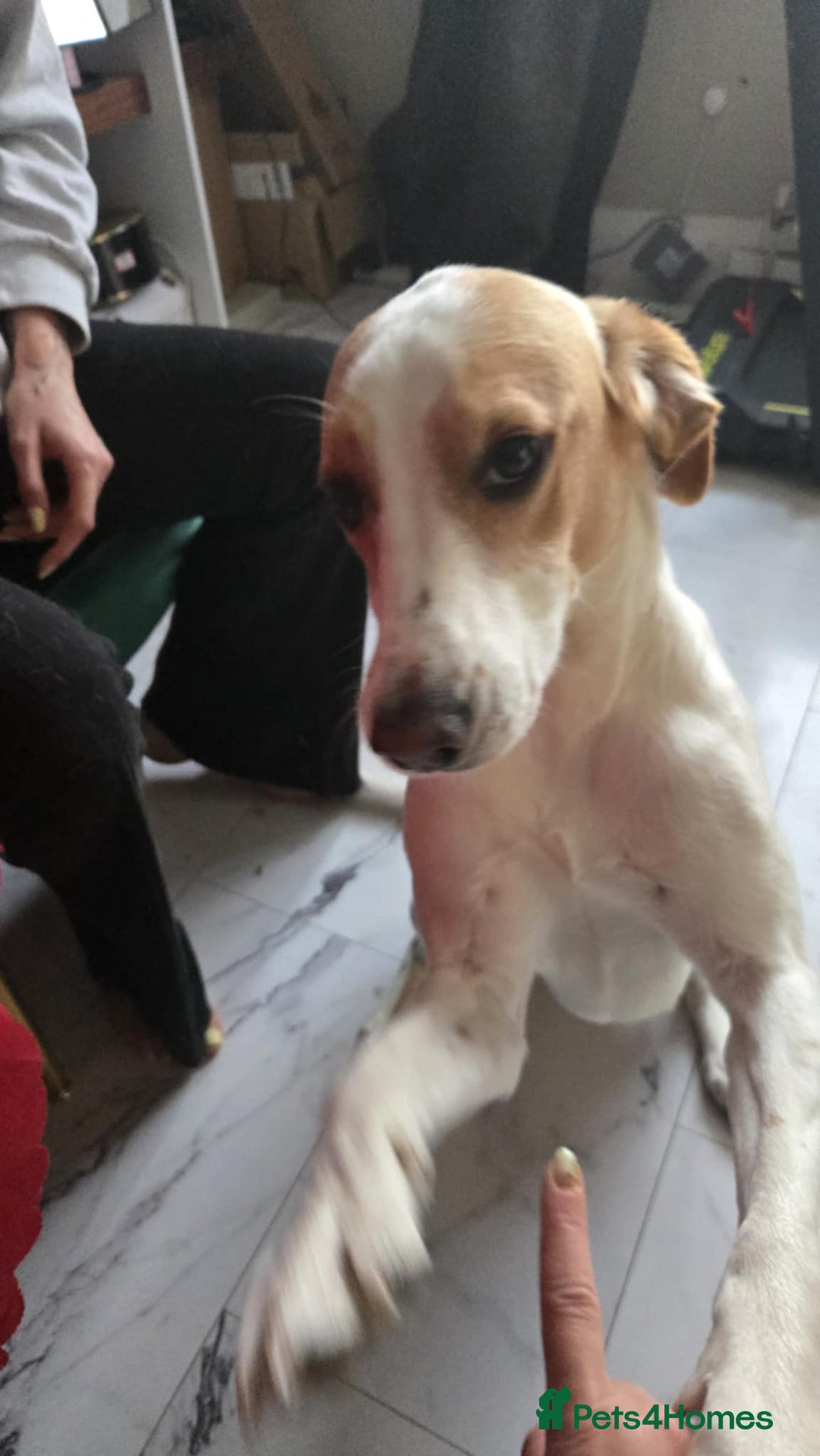 Mixed Breed dogs for sale: Beagle with whippet  - Image 2