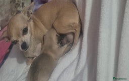 Chihuahua dogs for sale: Chihuahua's - Image 3