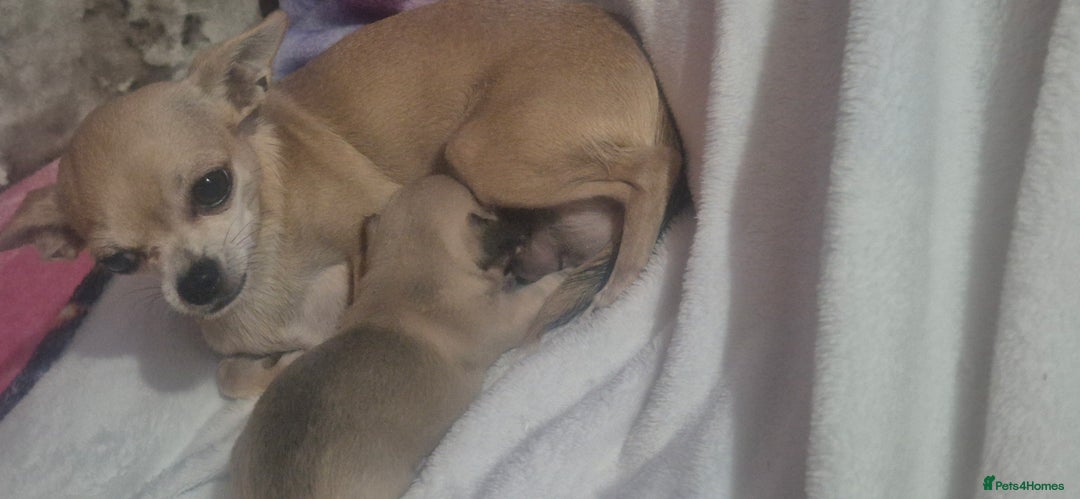 Chihuahua dogs for sale: Chihuahua's - Image 3