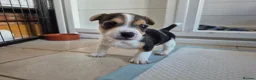 Jack Russell dogs for sale: Short legged jack russels in Harwich - Advert 5