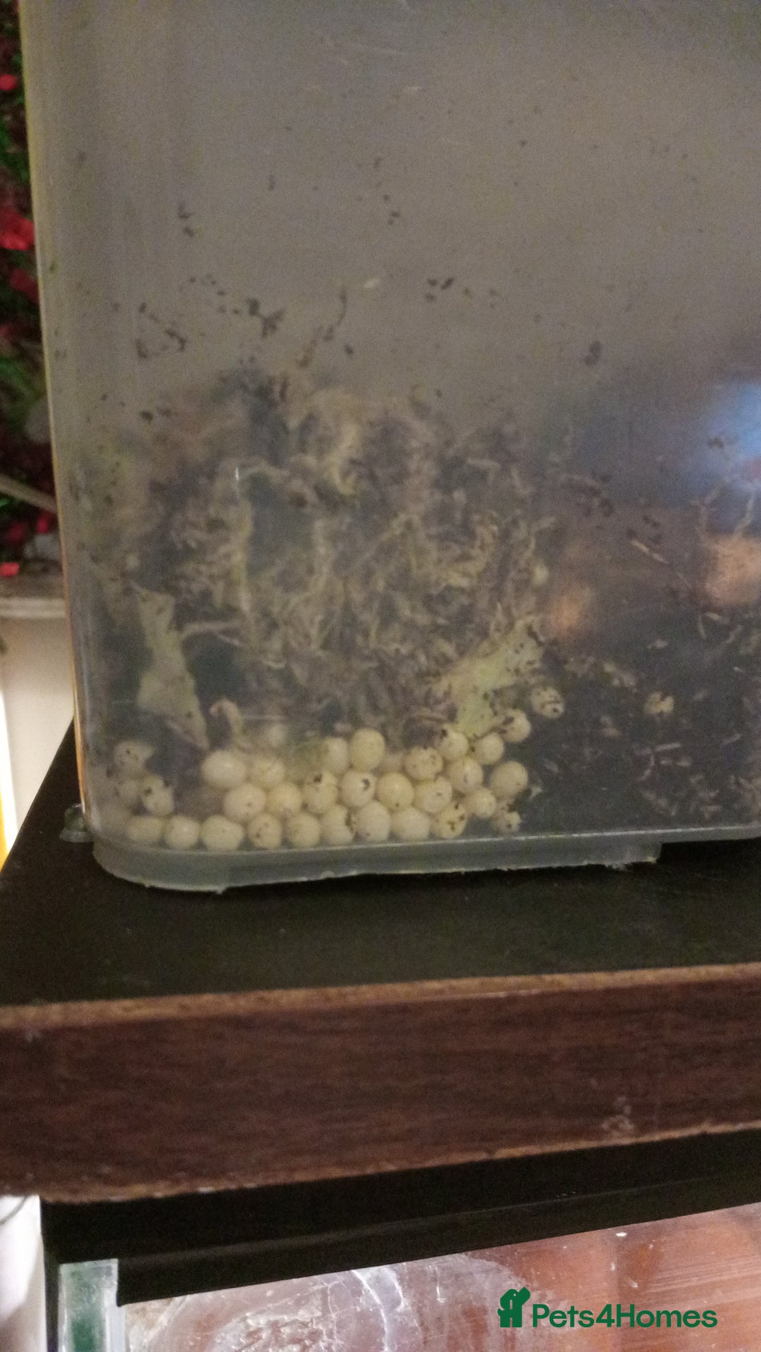 Snails invertebrates for sale: Albino giant African land snails- Fulica - Advert 17