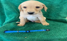 Labrador Retriever dogs for sale: Labrador Puppies - Image 3