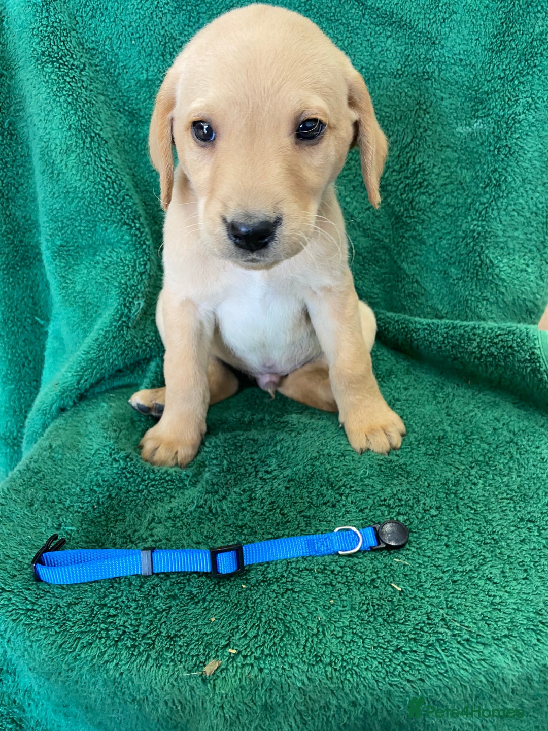 Labrador Retriever dogs for sale: Labrador Puppies - Image 3