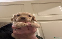 Cocker Spaniel dogs for sale: Kc Working Cocker Spaniel Puppies  - Image 8