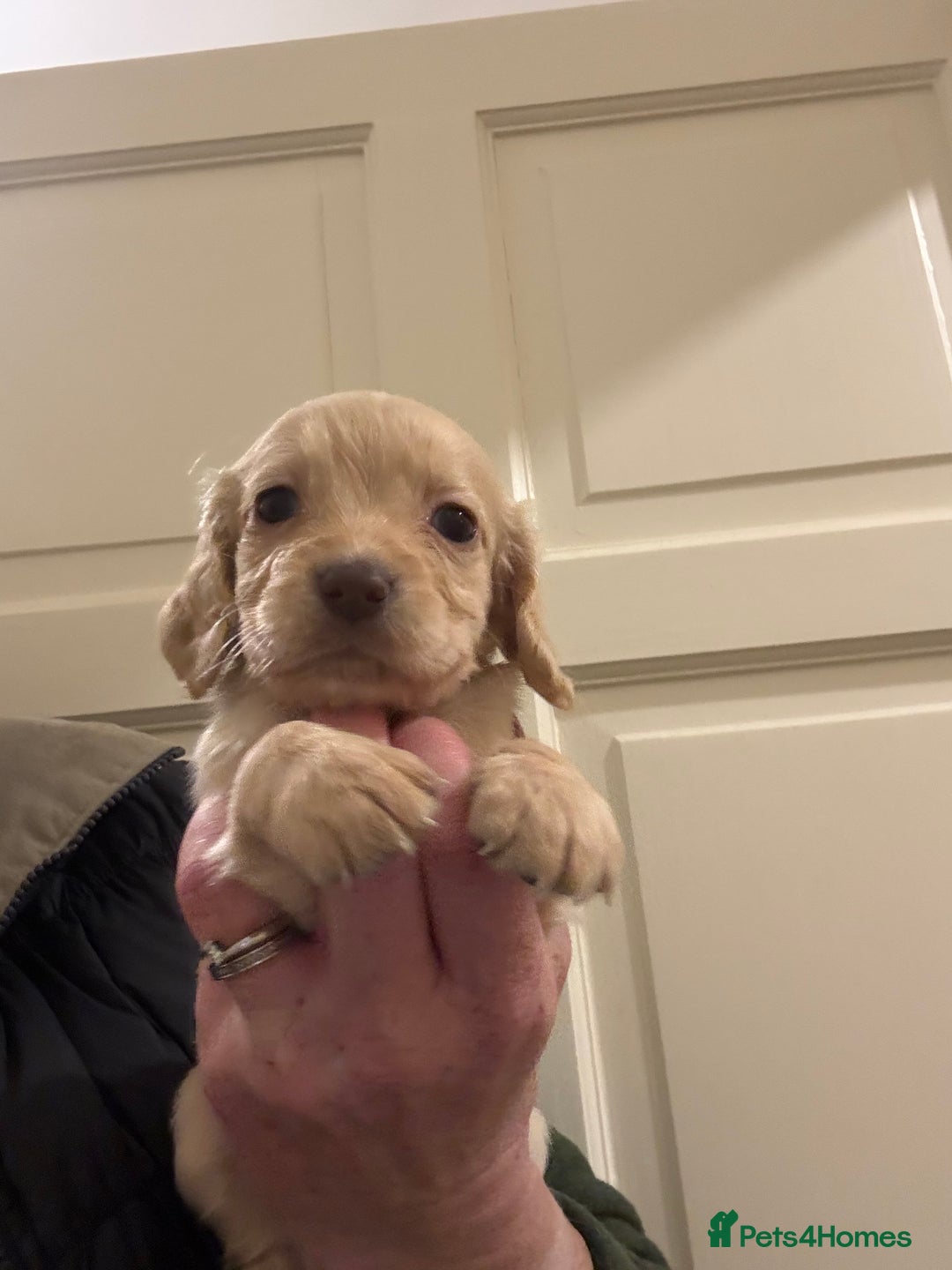 Cocker Spaniel dogs for sale: Kc Working Cocker Spaniel Puppies  - Image 8