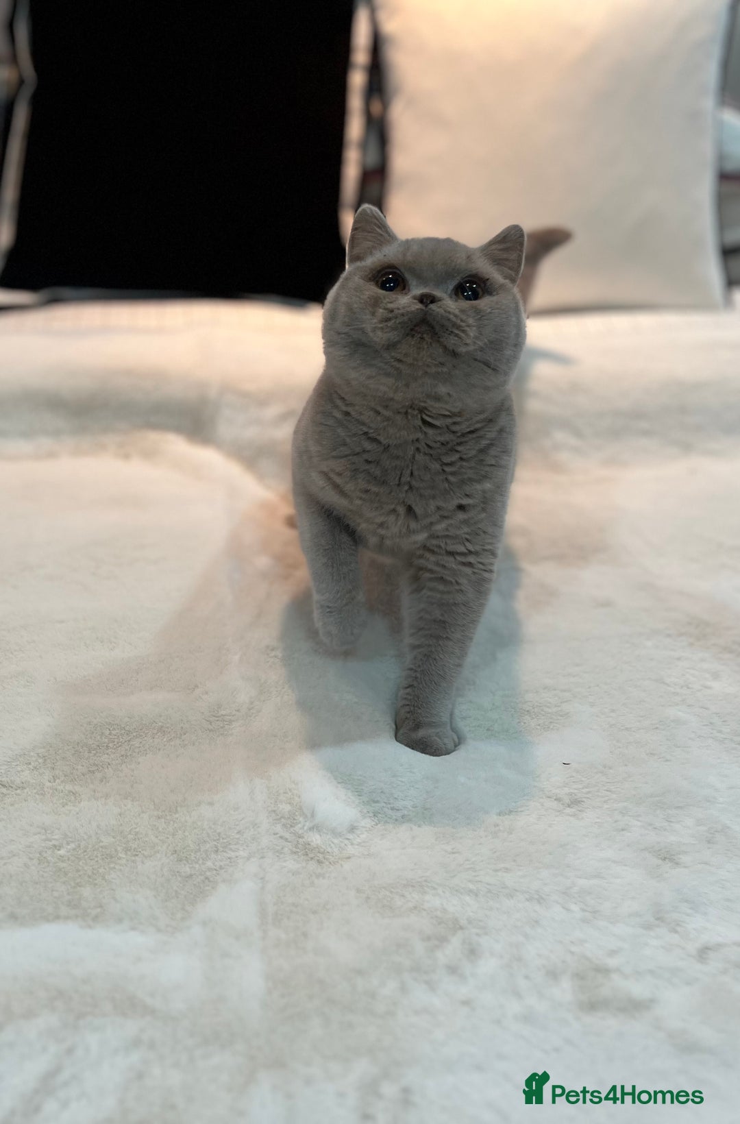 British Shorthair cats for sale: 💙 Pedigree Lilac British Shorthair Boys 💙 - Advert 14