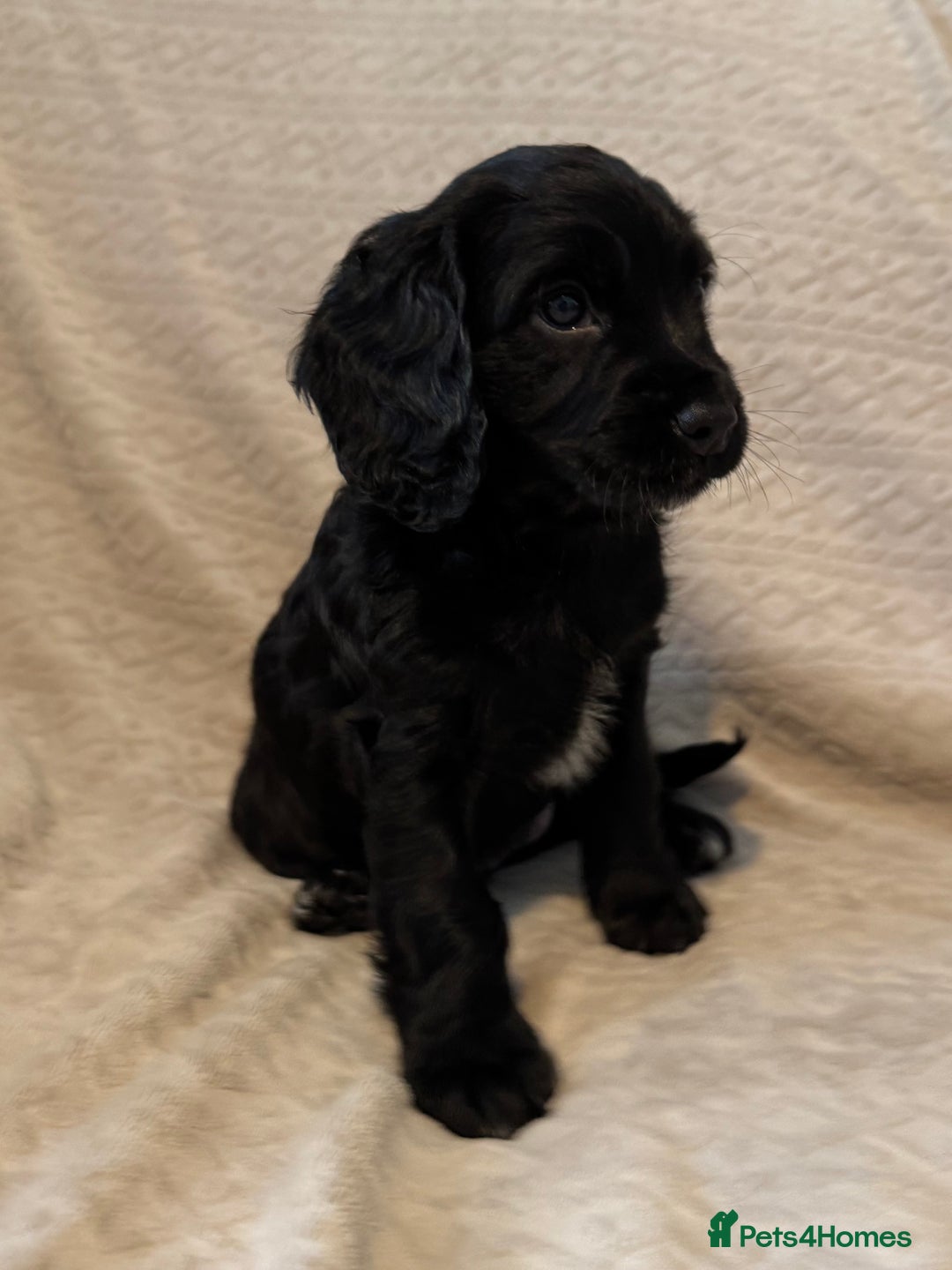 Cocker Spaniel dogs for sale: Last red girl left ready to leave now - Advert 11