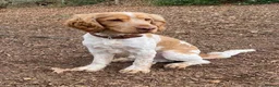 Cocker Spaniel dogs for sale: Adorable Kennel Club Reg. Show Cocker Spaniel Pups - Advert 38