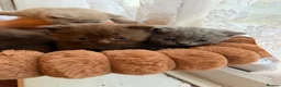 British Shorthair cats for sale: Fully british short hair kittens  - Advert 29