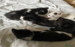 Brazilian Shorthair cats for sale: White and Black Kitten - Image 2