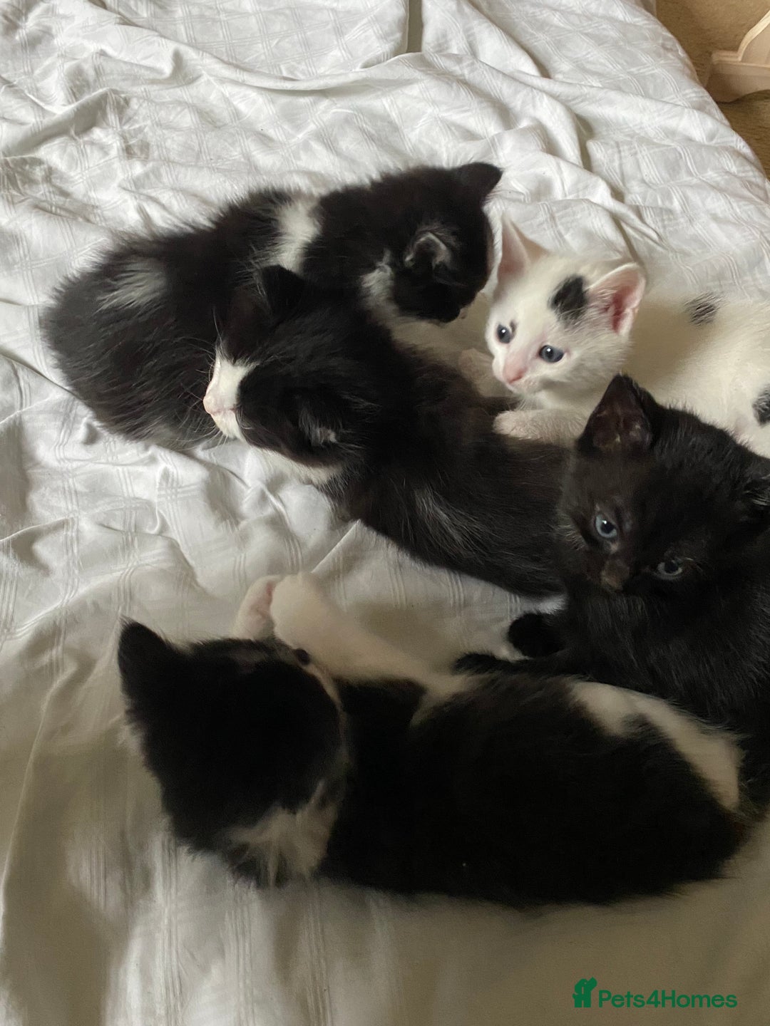 Brazilian Shorthair cats for sale: White and Black Kitten - Image 2