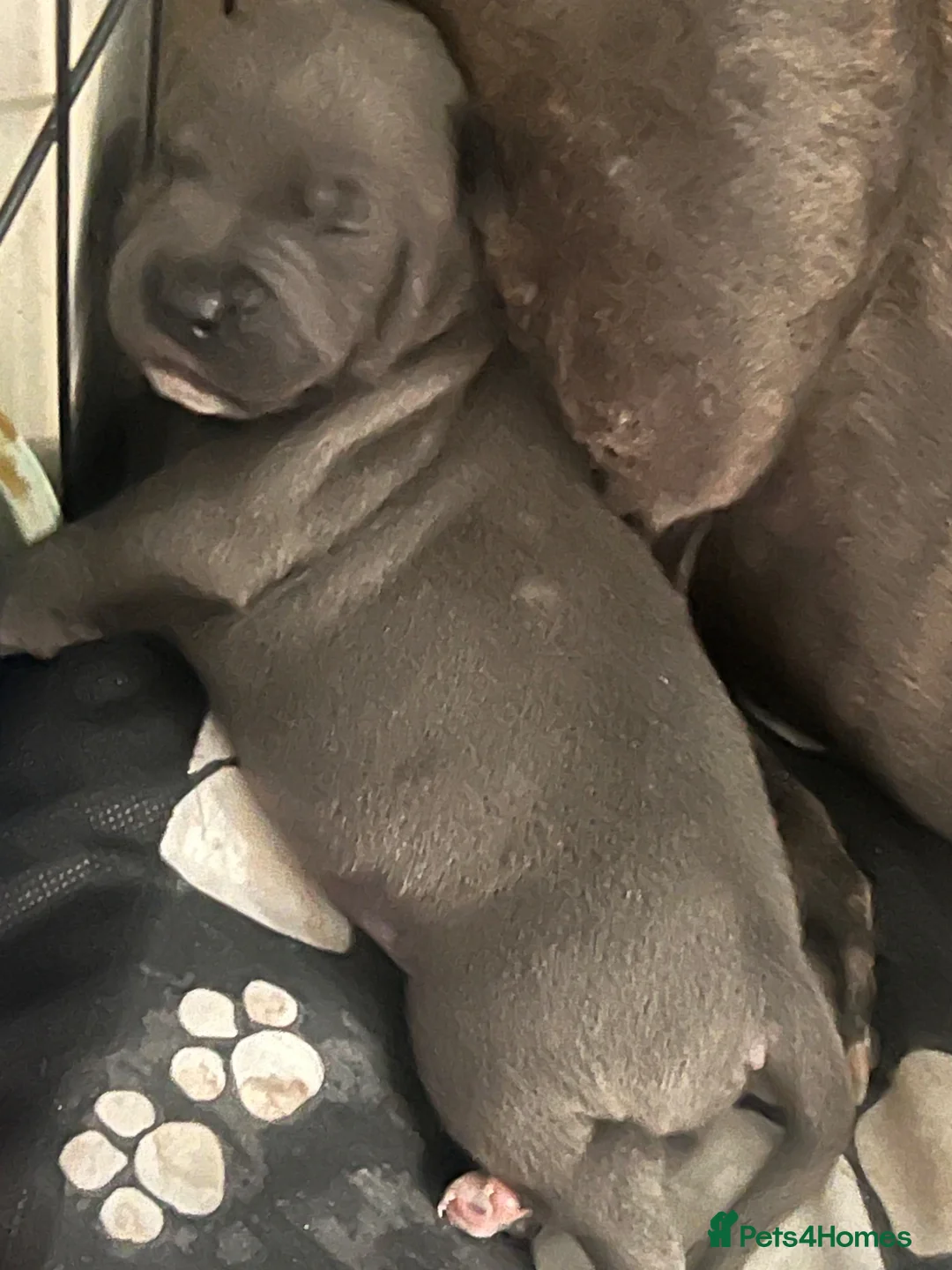 Staffordshire Bull Terrier dogs for sale: Blue Staffordshire bullterrier  in Ashton-under-Lyne - Advert 2