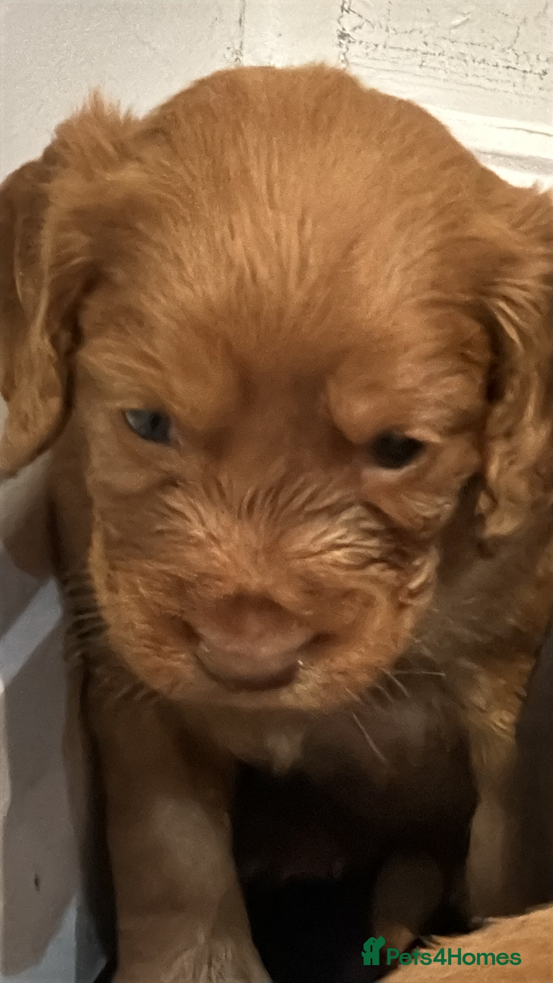 Cocker Spaniel dogs for sale: Working cocker Female Puppy  - Advert 4