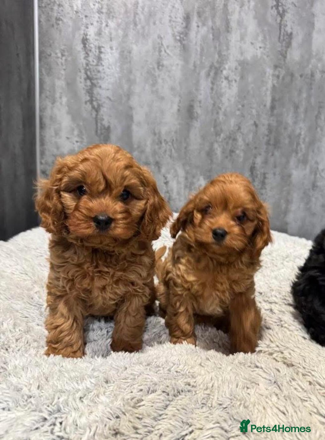 Cavapoo dogs for sale: Cavapoo puppies  - Advert 1