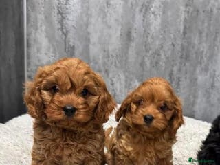 Cavapoo dogs Cavapoo puppies - Advert 1