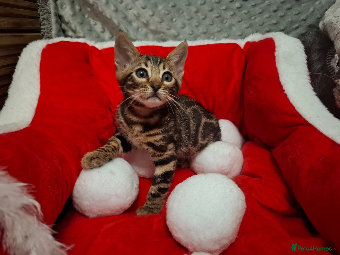 Bengal cats for sale: Last stunning Blue pure bengal kitten available! - Advert 26