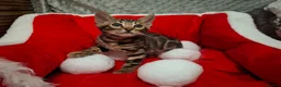 Bengal cats for sale: Stunning Blue pure bengal kittens - Advert 26