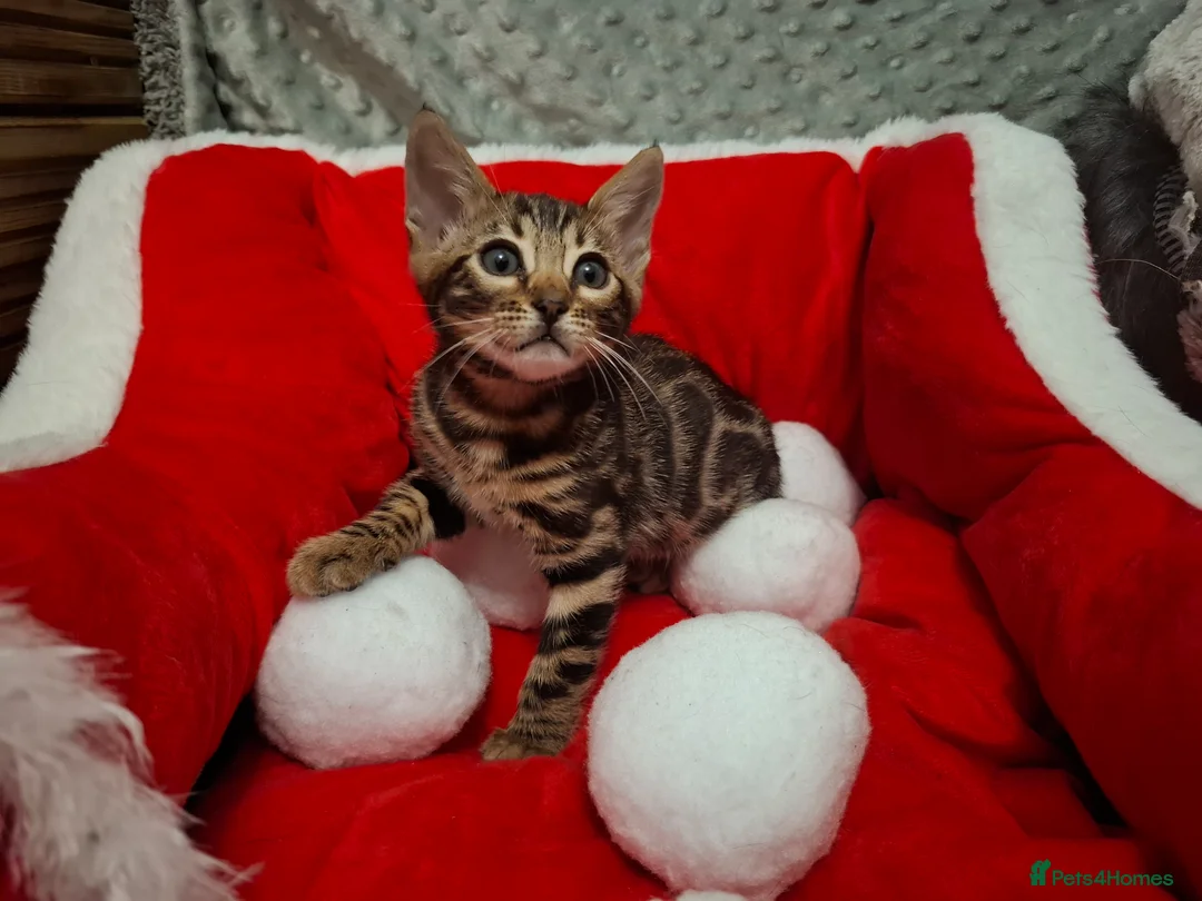 Bengal cats for sale: Stunning Blue pure bengal kittens - Advert 26