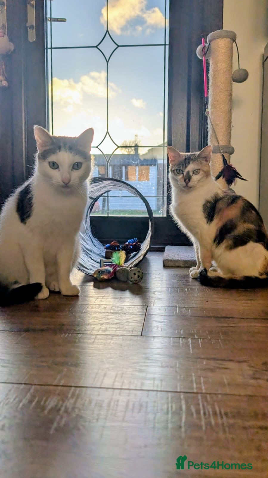 Domestic Shorthair cats Tora & Evie, 5 year old neutered female pair - Advert 22