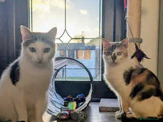 Domestic Shorthair cats Tora & Evie, 5 year old neutered female pair - Advert 22