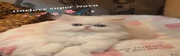 Persian cats for sale: 🎀🎀 GCCF Persian Kitten 🎀🎀 - Advert 5