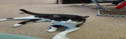 Mixed Breed cats for sale: Beautiful male cat  in Cannock - Advert 2
