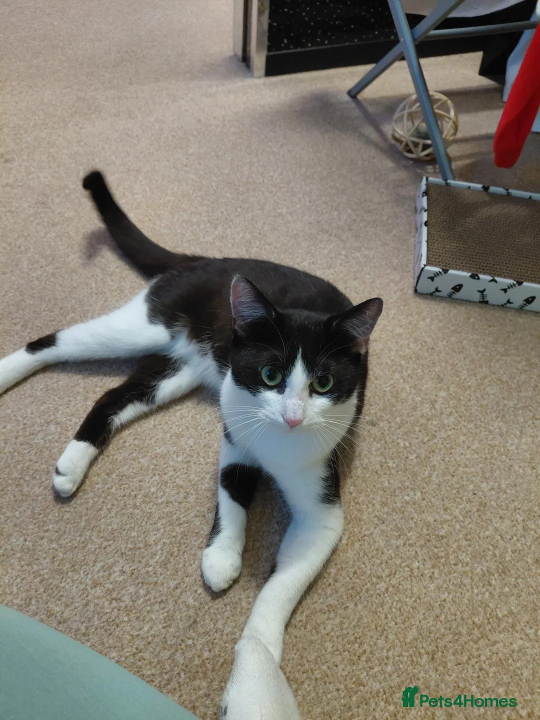 Mixed Breed cats for sale: Beautiful male cat  in Cannock - Advert 2