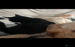 British Shorthair cats for sale: Adult male - Advert 10