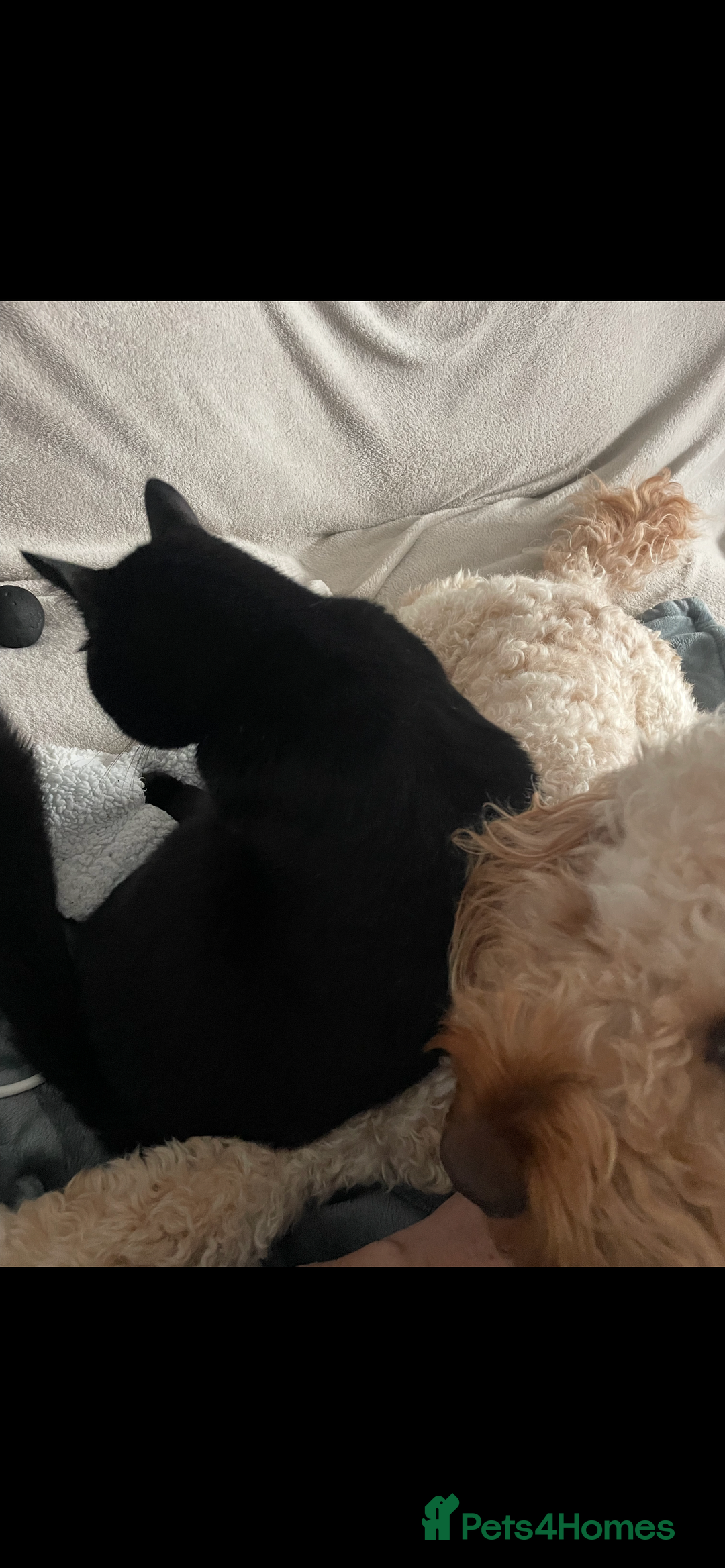 British Shorthair cats for sale: Adult male - Advert 10